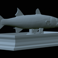Barracuda-mouth-statue-33.png fish great barracuda / Sphyraena barracuda open mouth statue detailed texture for 3d printing