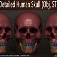 Highly-Detailed-Human-Skull-005.jpg Highly Detailed Human Skull