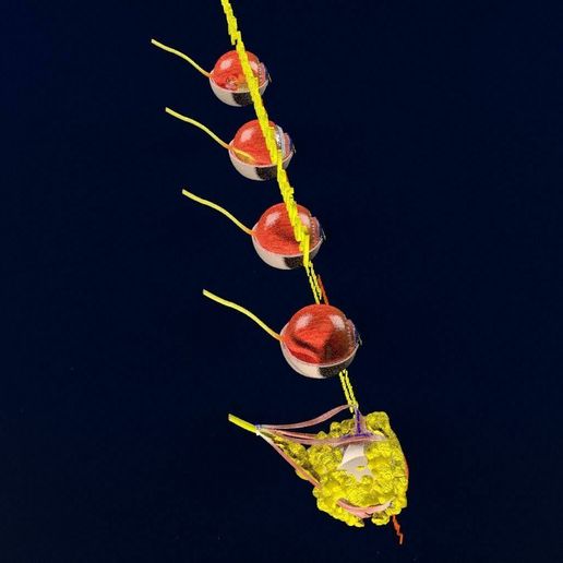 retinal-detachment-types-eye-3d-model-blend-76.jpg Retinal detachment types eye 3D model