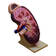 1.png Kidney - Kidney
