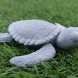 Tortugas_06.jpg Articulated Baby Sea Turtle