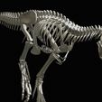 03.jpg Tyrannosaurus rex: 3D skeleton