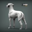 rhodesian-ridgeback3.jpg Rhodesian ridgeback 3D print model
