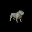 30.jpg Bulldog model 3D print model