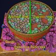ps9.jpg Diabetes pancreas anatomy microscopy islet beta insulin model