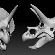 02.jpg Triceratops Skull