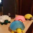Tortue Spongieuse