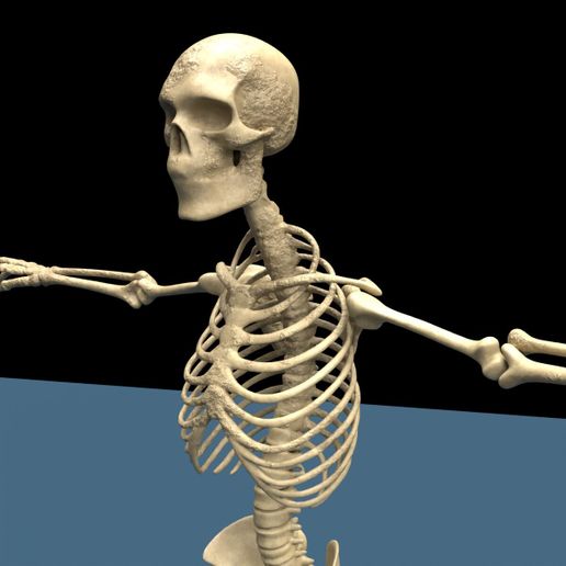 💀 Detailed Human Skeleton Anatomy Fully Textured Realistic 3D Model ...