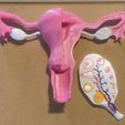 Uterus.jpg Menstrual ovarian cycle