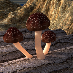 CHAMPIGNON TEST.png Mushroom trio