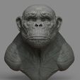 c4.jpg Chimpanzee Bust