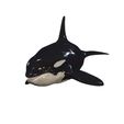 G0084.jpg ORCA Killer Whale Dolphin FISH sea CREATURE 3D ANIMATED RIGGED MODEL