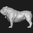 21.jpg Bulldog model 3D print model
