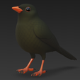 Captura-de-pantalla-2025-09-20-213504.png Melro-preto (Turdus merula)