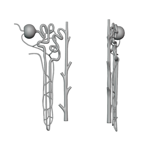 Nephron_Matcap_01.png Kidney Nephron Structure Anatomy