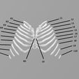 a. “4 RS — es ee =e te os aes a7 ee Ls a R10 a 10 RO Lo Human Thorax Frontal Plane