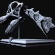 Schermafbeelding_20221207_084713.png Brachiosaurus Skull