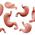 Stomach_Render.png Human Stomach Anatomy