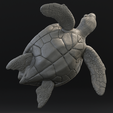 5.png Green sea turtle