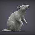 rat2.jpg Rat on hind legs 3D print model