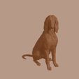 Afghan_Hound_0001.jpg Afghan Hound Dog in Sitting Pose