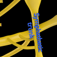 Image-2279.png Spinal cord symphathetic intercostal nerve
