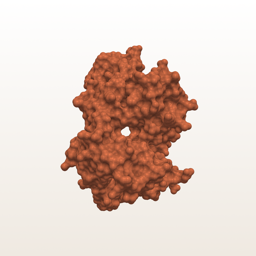 HLA-A2 MHC Class I Protein (PDB 3HLA) - 3D Molecular Surface Model