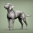 4 ‘ Vizsla hongrois Chien d'arrêt hongrois Modèle imprimé en 3D