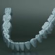 dental-anatomy-and-root-structures-3d-model-b9605b9eaf.jpg Dental Anatomy and Root Structures