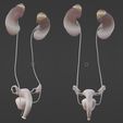 20.jpg 3D Model of Female Reproductive, Urinary System, Hip and Sacrum
