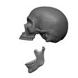 Skull-articulated3.jpg Skull articulated