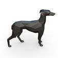 6.jpg Italian Greyhound