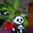 IMG_20200118_153508.jpg PANDA