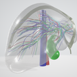 LIVER,-abdominal,-abdomen,-spleen,-pancreas,-pancreatic,-biliary,-hepatic,-artery,-vein,-portal-vein.png 6 PIÈCES Modèle 3D réaliste du foie humain - avec système biliaire, veines portales, veines et artères hépatiques, ligaments du foie