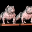 9.jpg American Bully Pocket