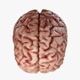 Top.jpg Human Brain