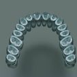 dental-anatomy-and-root-structures-3d-model-e2f29e1562.jpg Dental Anatomy and Root Structures