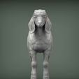 Boer-goat-baby2.jpg Baby Boer goat 3D print model