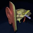 11-1.jpg Ear anatomy cross section model
