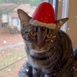 IMG_2305.jpeg Santa Cat Hat 🎅