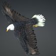 05.jpg Eagle Eagle - DOWNLOAD Eagle 3d Model - Animated for Blender-Fbx-Unity-Maya-Unreal-C4d-3ds Max - 3D Printing Eagle Eagle BIRD - DINOSAUR - POKÉMON - PREDATOR - SKY - MONSTER