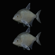Bream-fish-2.png fish Common bream / Abramis brama solo model detailed texture for 3d printing