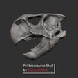 psittacosaursu skull 3d4.jpg Dinosaur  - Psittacosaurus skull 3d