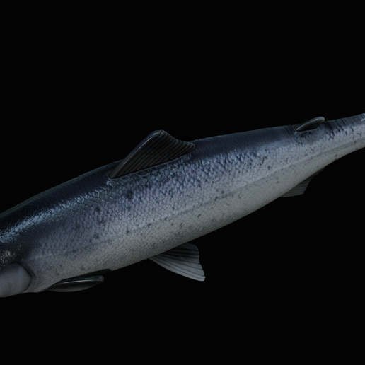 Salmon-statue-box-1-24.png fish sculpture of a Atlantic salmon / salmo salar with storage space / for 3d printing