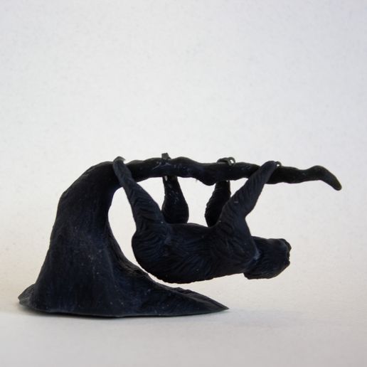 IMG_1156_1.jpg Baby Sloth