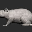 rat8.jpg Rat 3D print model