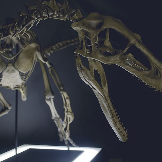 DSC_0069 - Copie.jpg -Datei Skeleton of Vélociraptor real size Part04/05 herunterladen • 3D-druckbare Vorlage, Inhuman_species