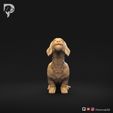 Dachshund-Miniature-Wire-Haired-Pose-05-Dog-3D-Print-10s.jpeg Dachshund Miniature Wire Haired Pose 05