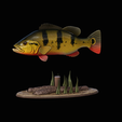 Peacock-Bass-statue-1-3-13.png FISH in motion Peacock bass (Cichla ocellaris) fish natural base detailed texture for 3d printing