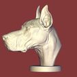 7.jpg Great Dane Bust / Gran Dane Bust